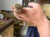 Leopard gecko male stunning