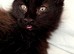 2 Female Maine Coon Kitten Cross