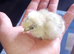 Silkie chicks