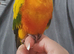 SUN CONURE