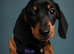 SILVER/BLACK Adorable mini Dachshund puppies for sale