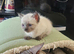 Baldness full breed cat full furry white with gray and bright blue eyes