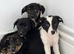 Classic "Old School" Lurcher Puppies - Loving Family Companions