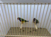 Pair of Gouldian Finches For Sale