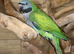 Darbyen Talking Parrot Male,3