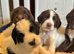 Gorgeous Sprocker Spaniel pups