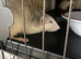 2 female young rats with cage