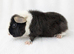 Teddy guinea pig
