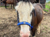 Traditional Ride & Drive Cob Gelding