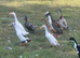 5 Indian runner duckling for sale