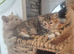 3/4 maine coon 1/4 siamese kittens