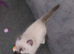 Beautiful adorable ragdoll lovely little girl.