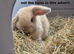 Exceptional Mini Lops! Waiting list open!