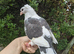 Hand tame young fancy pigeon!
