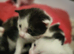 Beautiful kittens