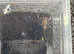 Asian forrest scorpion babys