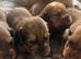 beautiful miniature long hair shaded cream and dapple dachshunds puppies