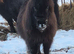 SPSBS 30 inch approx Minature Shetland filly