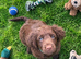 Stunning working cocker spaniel boys