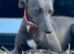 Beautiful whippet girl