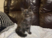 Maine coon
