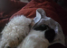 Cute male guinea pigs Tamed