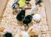Silkie Hatching Eggs & Day old chicks