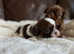 Bumble - Imperial Shih Tzu Stud,