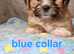 Shih tzu puppies