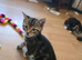 4 beautiful 8 wks old ready to go  kittens