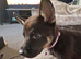 Shepskie puppies for sale