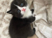 Beautiful BSH .. Rainbow of colour excellent pedigree