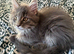 SILVER MAINE COON KITTEN BOY FOR SALE