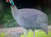 guinea fowl hatching eggs