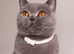 British Blue Shorthaired Female GCCF