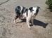 Blue and Tri Blue Merle