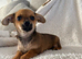 4 beautiful chiweenie puppies