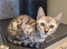 Savannah bengal kittens
