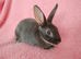 Selection of mini lop babies available