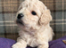 Adorable Cavapoochon Puppies