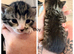 4 kittens for sale