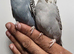Hand Tame Baby Budgies