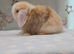 Beautiful mini lop rabbits