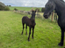 PURE-BRED FRIESAN COLT TO MAKE 15.2HH-16.2HH &pound;3,000- ANTON 343 GRANDAD