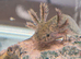 Baby axolotl gold /black