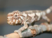 Baby Jackson xantholophus chameleons