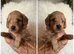 Beautiful Cavopoo pups