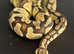 Pastel royal python cb20