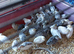 Young bobwhite snowflake