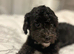 4 year old Shih poo for sale